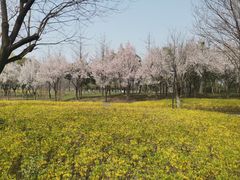 -洨河生态公园