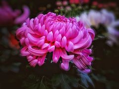 -杭州植物园