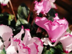 -龙大花卉苗木市场