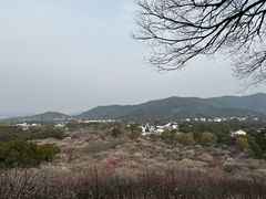-香雪海