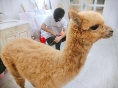 -共舞时光猫咖·狗咖(新街口店)