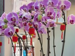 -土豆口腔(凤凰北总店)