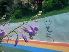 -观澜小洱海