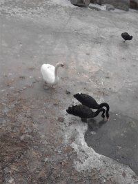 -石家庄市动物园