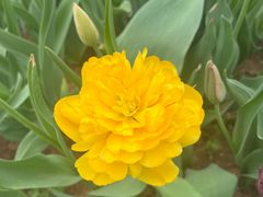 -洛阳郁金香牡丹园