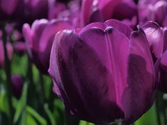 -玄武湖景区-情侣园游乐场