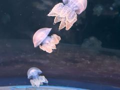 -欢乐海岸海洋奇梦馆