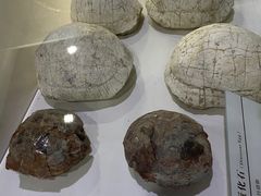 -中国第四纪冰川遗迹陈列馆