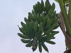 -云溪植物园