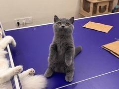 -佳雯宠物医院(四明中路分院)