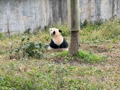 -中国大熊猫保护研究中心雅安碧峰峡基地