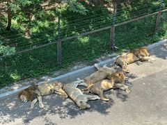 -大连森林动物园