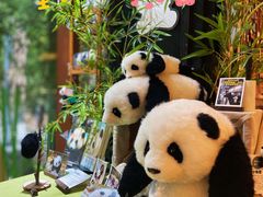 -轩客会(熊猫书店)