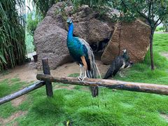 -西霞口神雕山野生动物世界