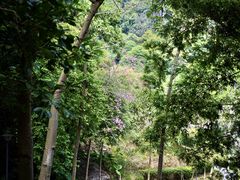 -火炉山森林公园