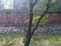 -原山国家森林公园