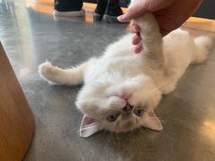 -瞄一喵猫咖(格力海岸店)