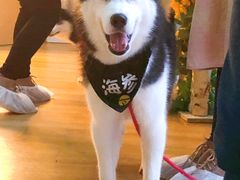 海参-Husky Go! 哈士奇体验馆·宠物咖啡厅狗咖