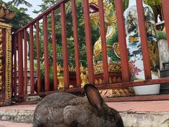 -西双版纳总佛寺