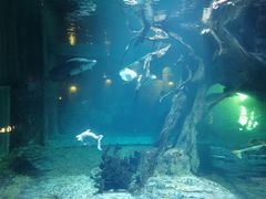 -华夏文旅海洋公园