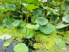 -东郊湿地公园