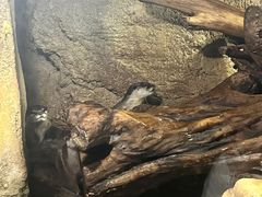 -迪拜水族馆及水下动物园