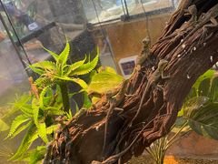 -青石桥花鸟鱼虫市场(叠翠城店)