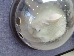-美联众合动物医院·24h转诊中心