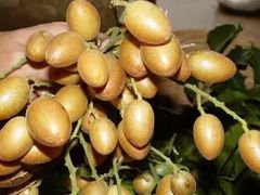 -从化深英荔枝黄皮龙眼采摘园