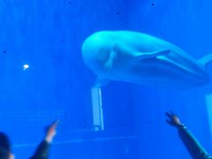 -芜湖新华联大白鲸海洋公园