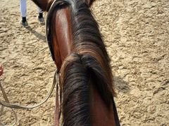 -北京群众马术培训基地