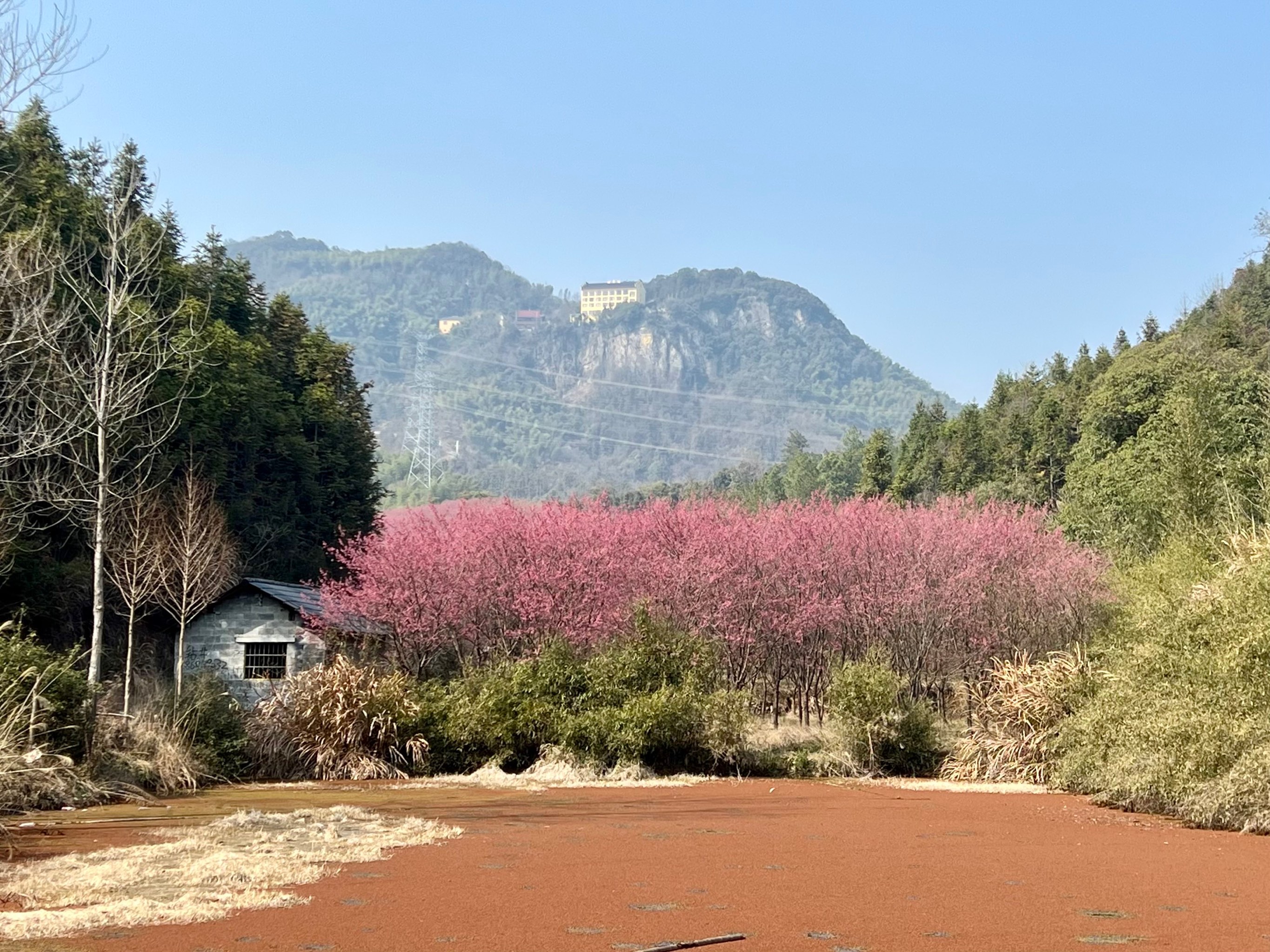 米积村樱花图片