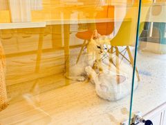 -柚子猫舍·精品猫舍购猫·猫咪认养·购宠·宠物店
