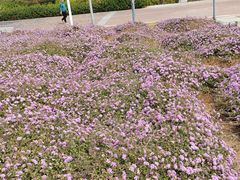 -深圳湾公园(南山区)