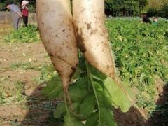 -前小桔亲子创意农场·草莓采摘·露营烧烤