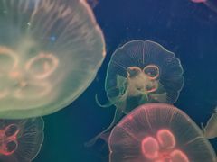 -成都浩海立方海洋公园