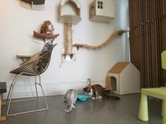 -豆老板的猫咖啡(碑林博物馆店)