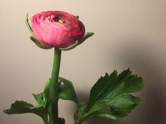 -杭州街角花屋花店(闻堰店)