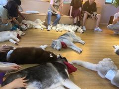 -Husky Go! 哈士奇体验馆·宠物咖啡厅狗咖