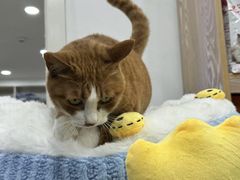 -四月宠物医院·猫专科·心脏专科·内科(转塘店)