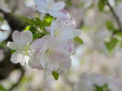 -海棠花溪(元大都城垣遗址公园)