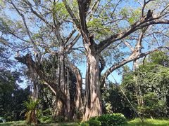 -瑞丽独树成林风景区