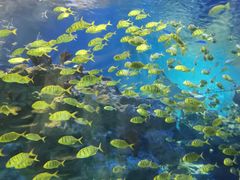 -海合安成都极地海洋公园