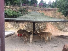 -泉州海丝野生动物世界