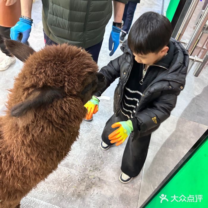 神奇动物撸宠馆·羊驼·小浣熊·异宠(豫园店)图片