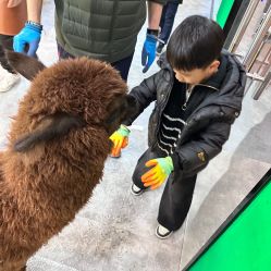-神奇动物撸宠馆·羊驼·小浣熊·异宠(豫园店)