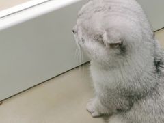 -宠福鑫康馨动物医院·骨科·眼科