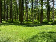 -黄海国家森林公园