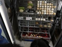 -无锡动物园·太湖欢乐园