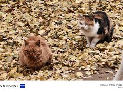 -香木香羊(小汤山店)